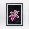 Lilium